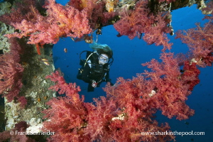 Model and soft corals; Model: Giovanna; Nikon D3, Zoom f2... by Frank Schneider 